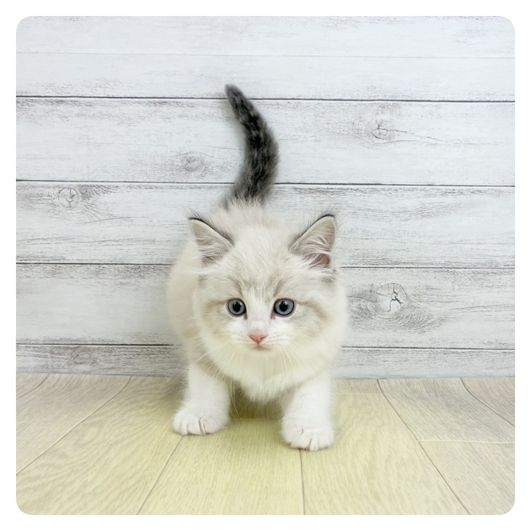 愛知県のラグドール (犬の家＆猫の里春日井本店/2026年2月4日生まれ/男の子/シールポイントバイカラー)の子猫