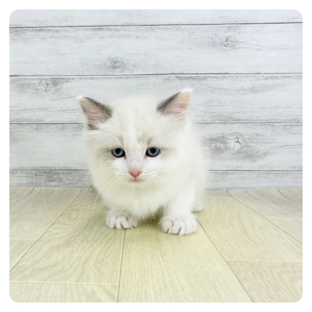 兵庫県のラグドール (犬の家＆猫の里尼崎店/2026年2月4日生まれ/男の子/ブルーポイントバイカラー)の子猫