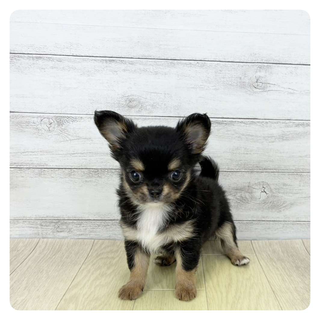 愛知県のチワワ(ロング) (犬の家＆猫の里春日井本店/2026年2月4日生まれ/男の子/ブラックタンホワイト)の子犬