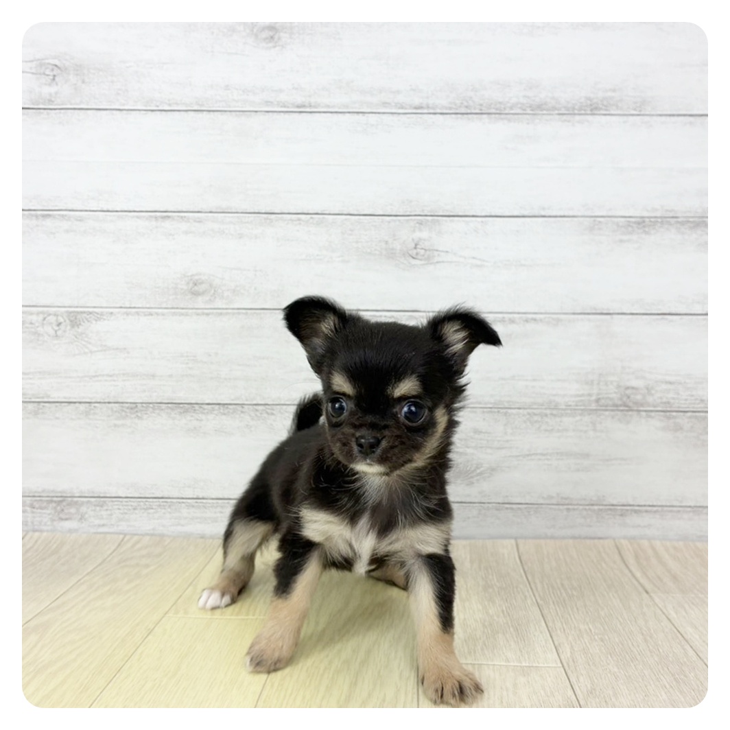 愛知県のチワワ(ロング) (犬の家＆猫の里春日井本店/2026年2月4日生まれ/女の子/ブラックタンホワイト)の子犬