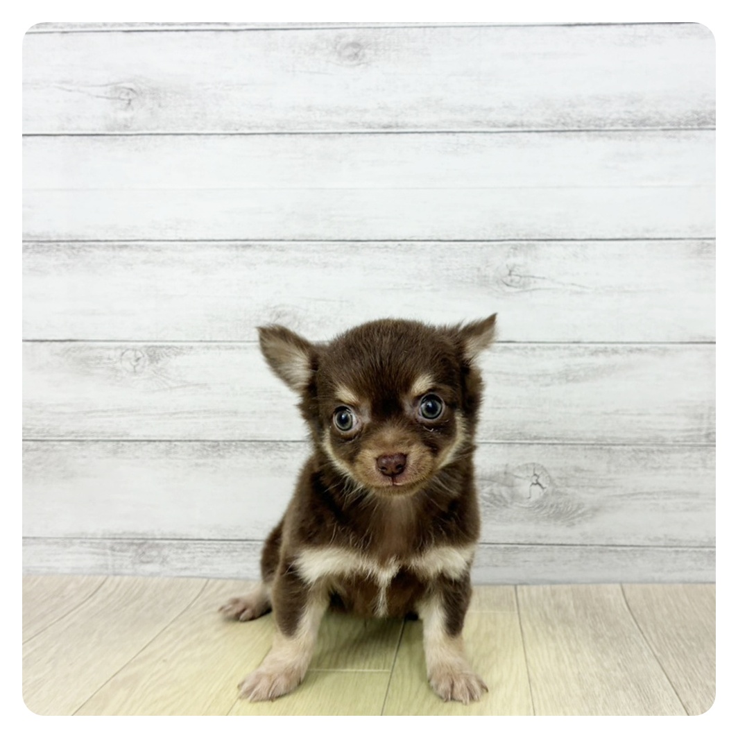 愛知県のチワワ(ロング) (犬の家＆猫の里春日井本店/2026年2月5日生まれ/男の子/チョコレートクリーム)の子犬