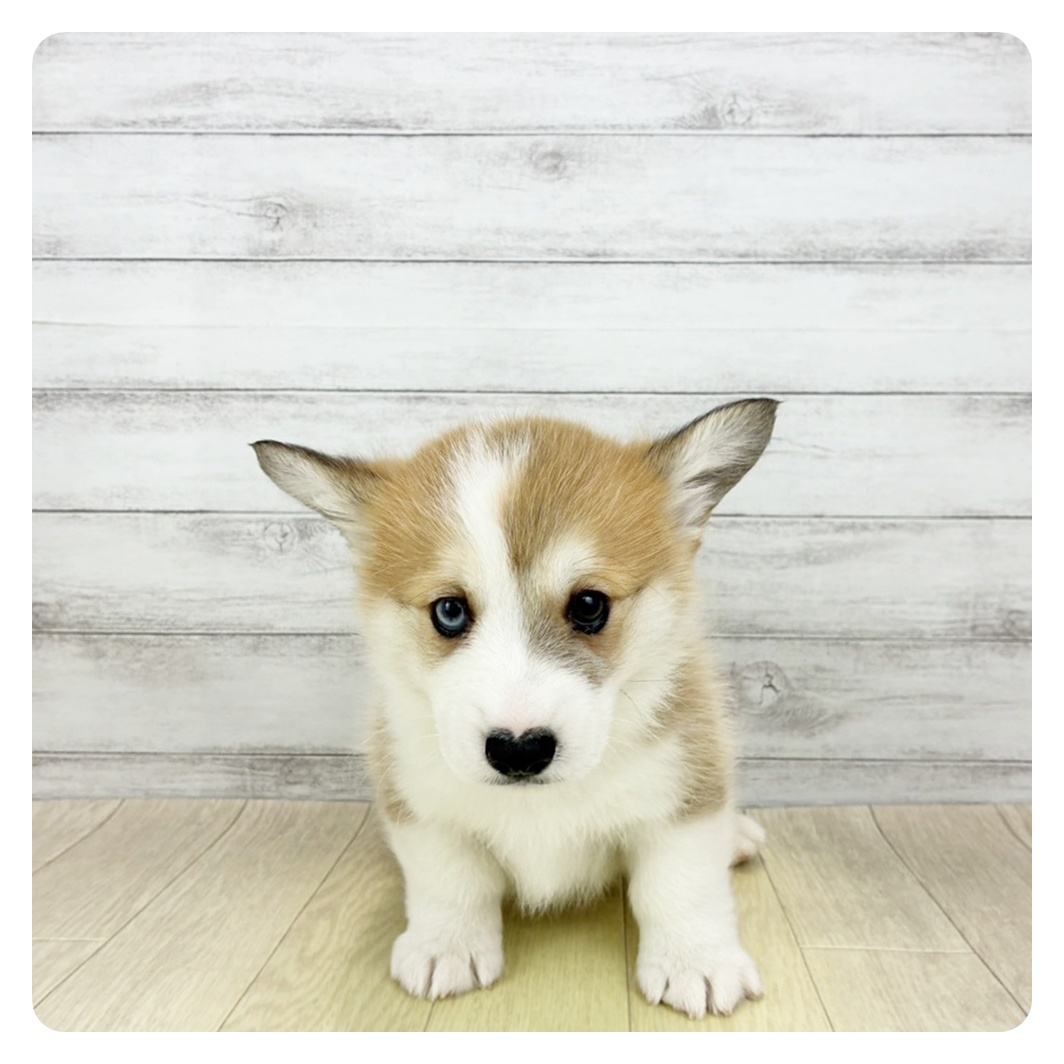 愛知県のウェルシュコーギーペンブローク (犬の家＆猫の里春日井本店/2026年2月7日生まれ/男の子/レッドホワイト)の子犬