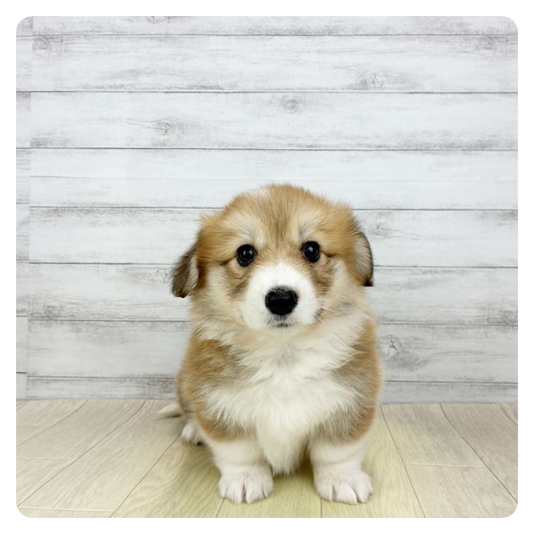 愛知県のウェルシュコーギーペンブローク (犬の家＆猫の里春日井本店/2026年2月7日生まれ/女の子/レッドホワイト)の子犬