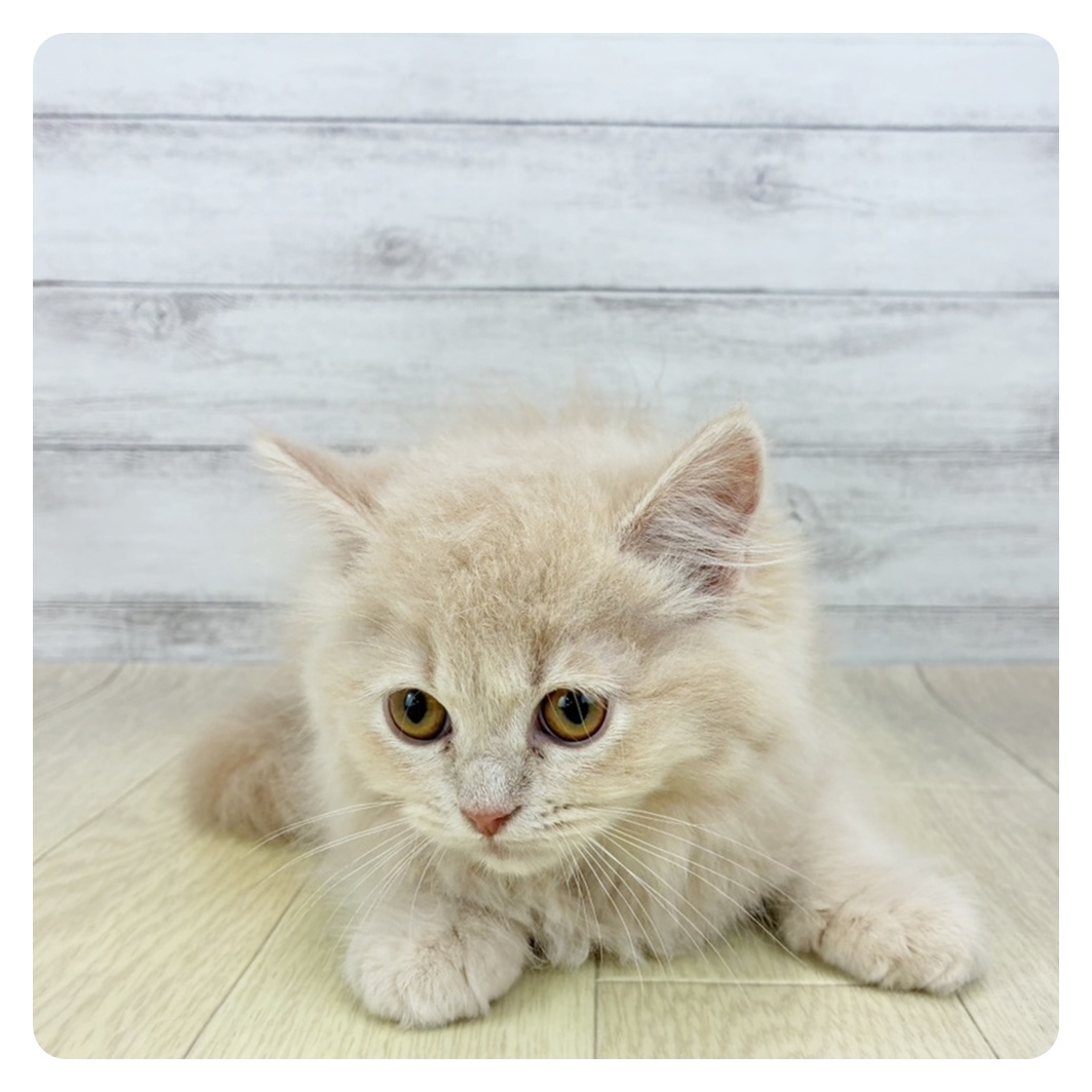 愛知県のミヌエット (犬の家＆猫の里春日井本店/2026年2月5日生まれ/男の子/クリームタビー)の子猫