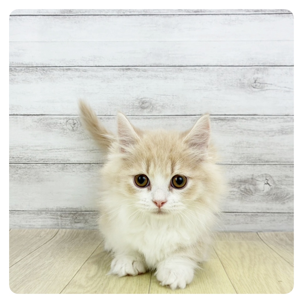 長野県のミヌエット (犬の家＆猫の里長野店/2026年2月5日生まれ/男の子/クリームタビーホワイト)の子猫