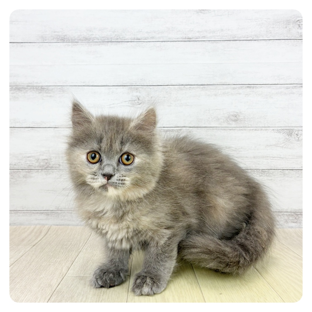 愛知県のミヌエット (犬の家＆猫の里碧南店/2026年2月5日生まれ/女の子/ブルークリーム)の子猫