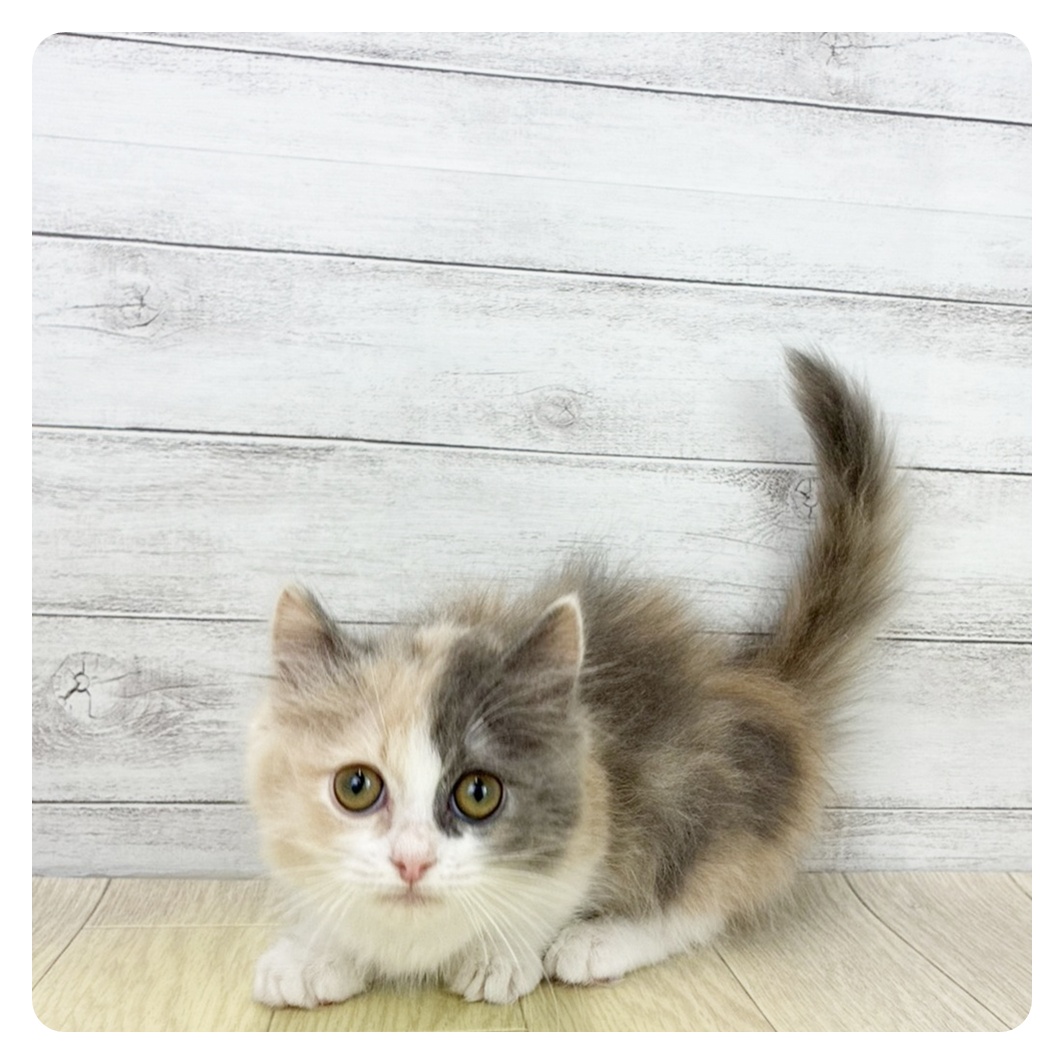 愛知県のミヌエット (犬の家＆猫の里MiO香久山店/2026年2月5日生まれ/女の子/ブルーパッチドタビーホワイト)の子猫の2枚目の画像