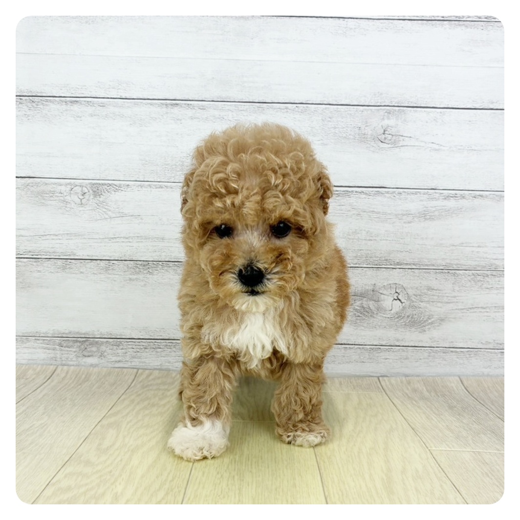 愛知県のトイプードル(トイ) (犬の家＆猫の里春日井本店/2026年2月6日生まれ/男の子/アプリコットホワイト)の子犬