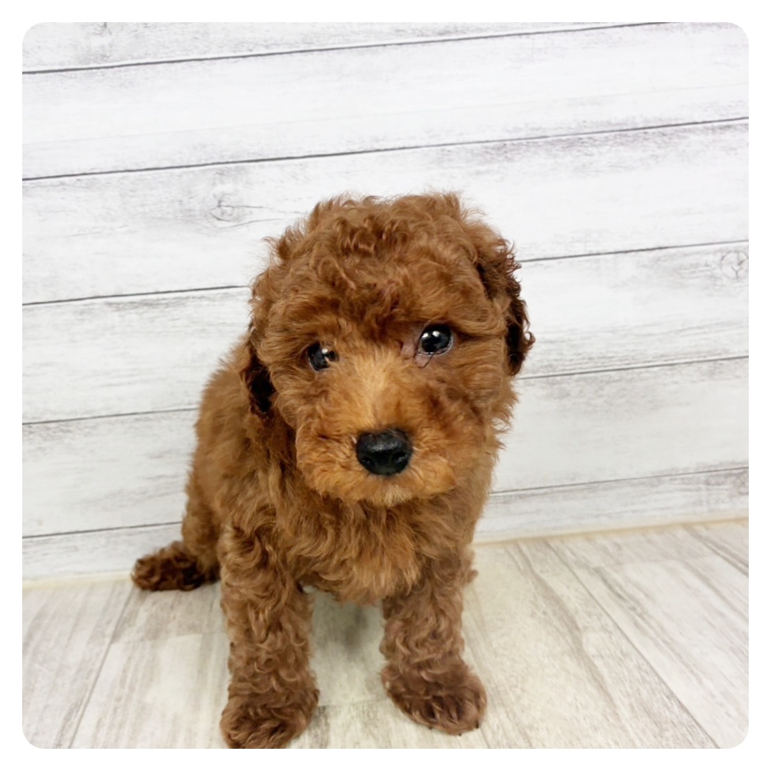 愛知県のトイプードル(トイ) (犬の家＆猫の里春日井本店/2026年1月29日生まれ/男の子/レッドフォーン)の子犬