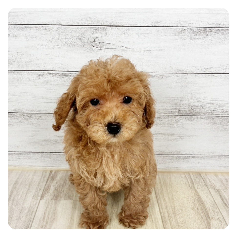 愛知県のトイプードル(トイ) (犬の家＆猫の里春日井本店/2026年1月29日生まれ/男の子/オレンジフォーン)の子犬
