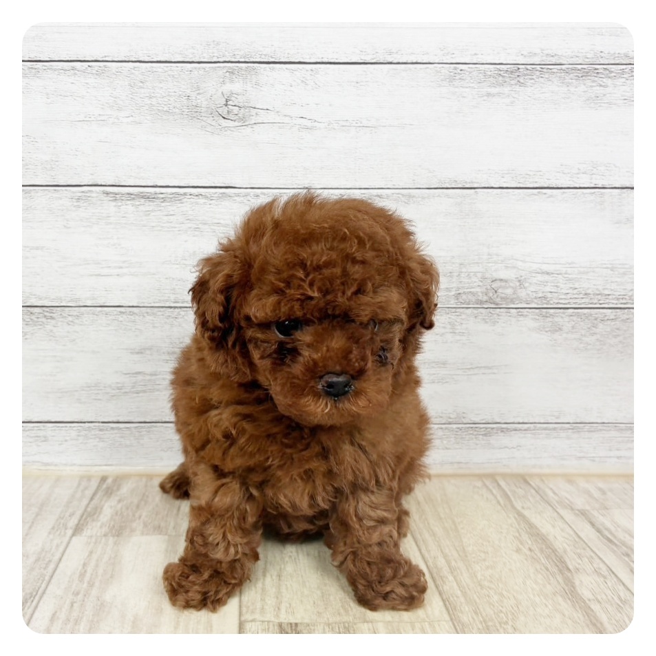 愛知県のトイプードル(タイニー) (犬の家＆猫の里春日井本店/2026年2月6日生まれ/女の子/レッドフォーン)の子犬