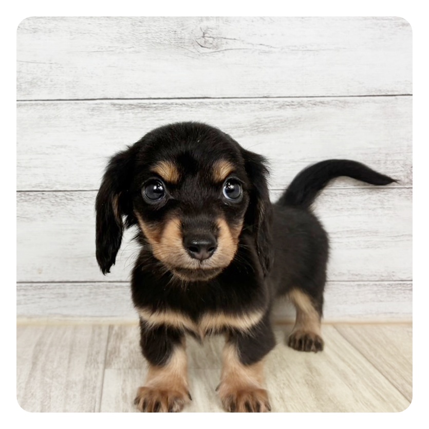 兵庫県のカニンヘンダックスフンド(ロング) (犬の家＆猫の里川西店/2026年2月5日生まれ/女の子/ブラックタン)の子犬