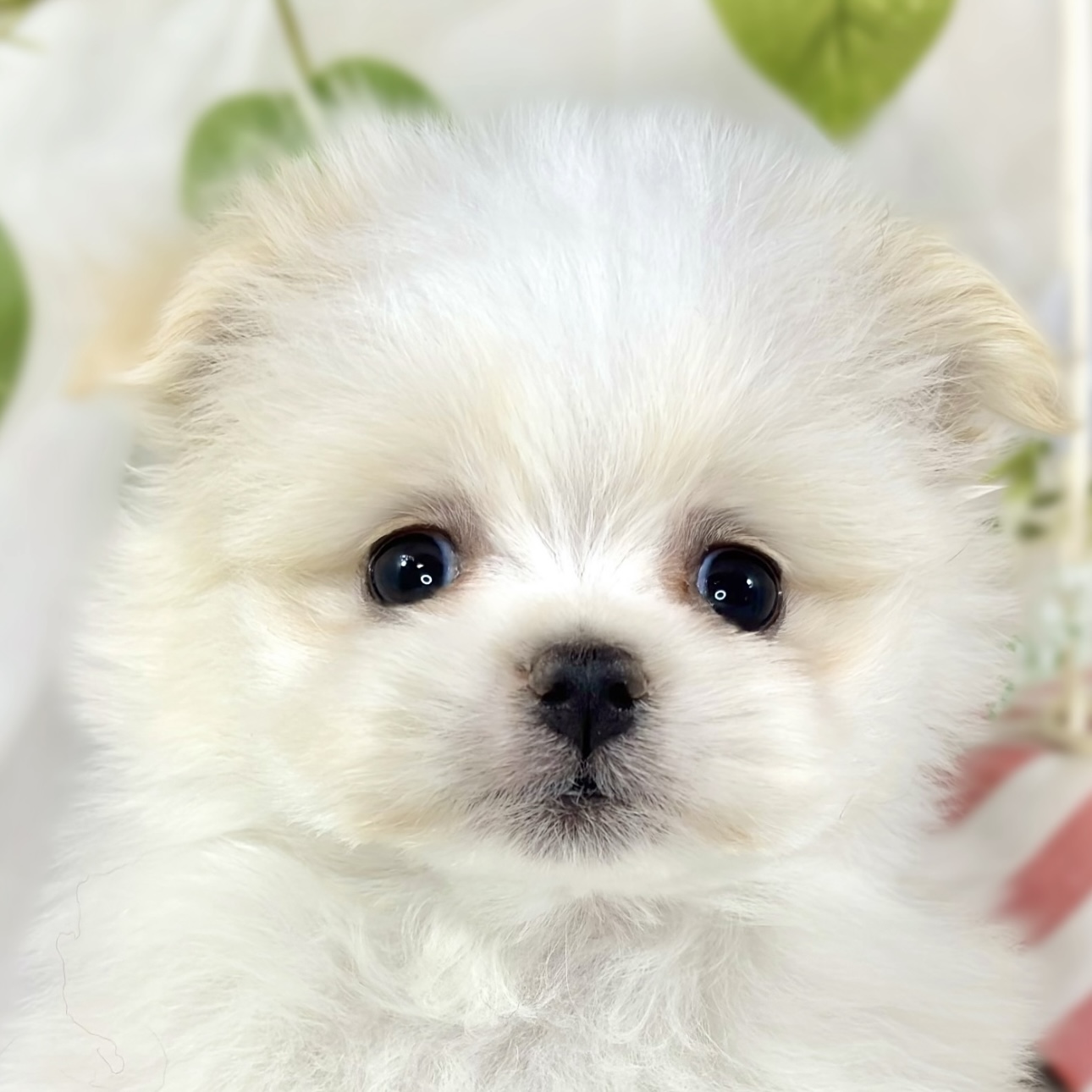 岐阜県のポメマル/マルポメ(ポメラニアン×マルチーズ) (犬の家＆猫の里岐南店/2026年2月5日生まれ/男の子/クリームホワイト)の子犬