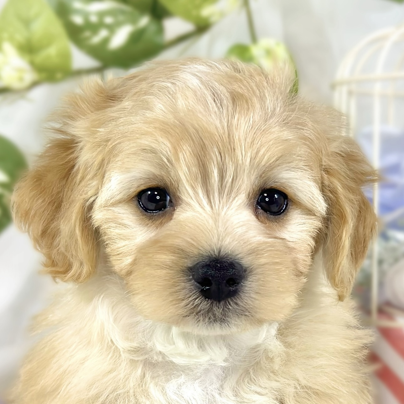 愛知県のマルプー(マルチーズ×プードル) (犬の家＆猫の里春日井本店/2026年2月5日生まれ/男の子/アプリコットホワイト)の子犬