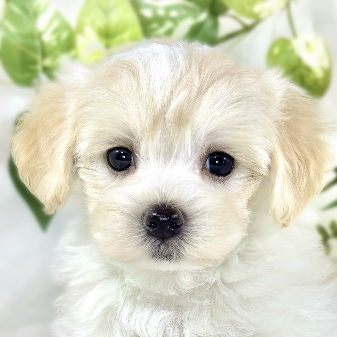 岐阜県のマルプー(マルチーズ×プードル) (犬の家＆猫の里岐南店/2026年2月5日生まれ/女の子/クリームホワイト)の子犬の1枚目の画像