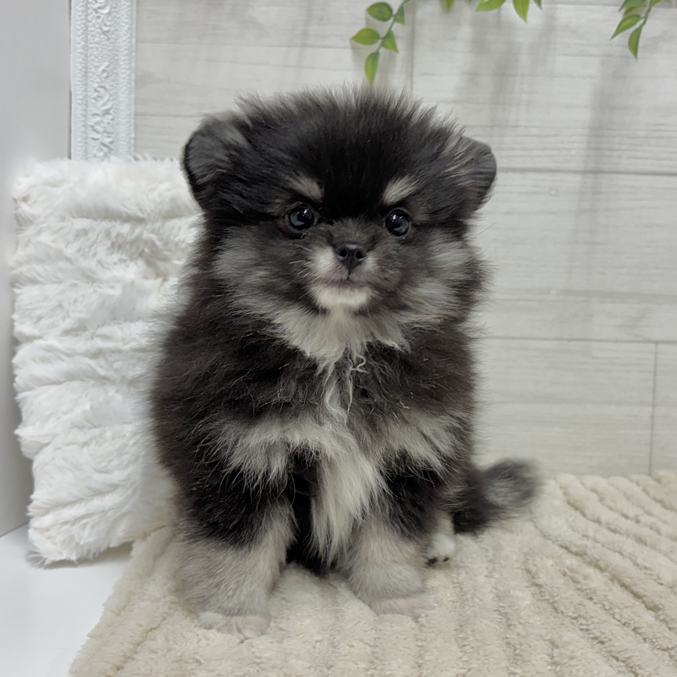 神奈川県のポメチワ/チワポメ/ポメチー(ポメラニアン×チワワ) (犬の家＆猫の里相模原店/2026年2月6日生まれ/女の子/ブラッククリーム)の子犬の4枚目の画像