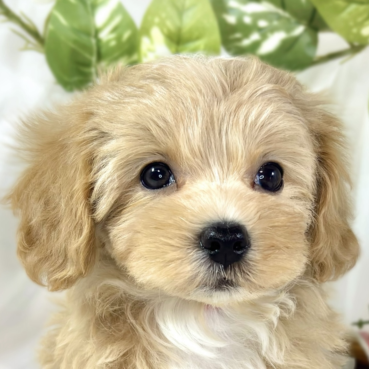 愛知県のマルプー(マルチーズ×プードル) (犬の家＆猫の里春日井本店/2026年2月7日生まれ/女の子/アプリコットホワイト)の子犬