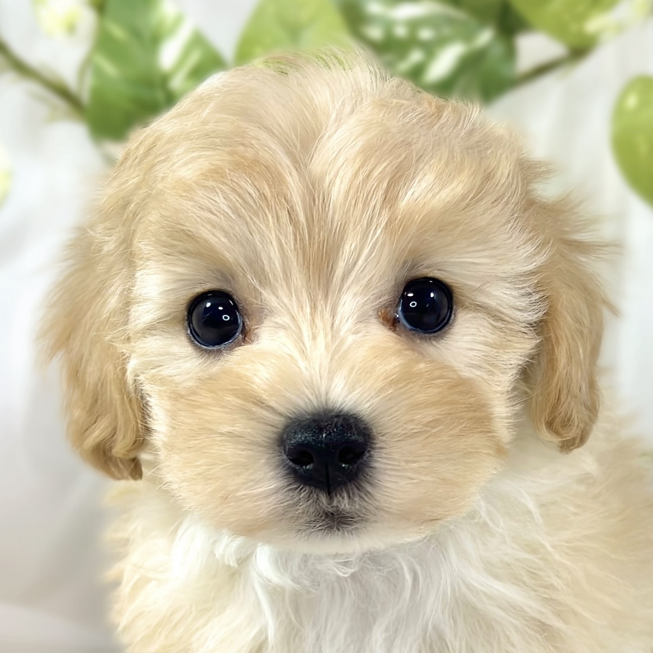 愛知県のマルプー(マルチーズ×プードル) (犬の家＆猫の里アミーゴ神の倉店/2026年2月7日生まれ/男の子/アプリコットホワイト)の子犬
