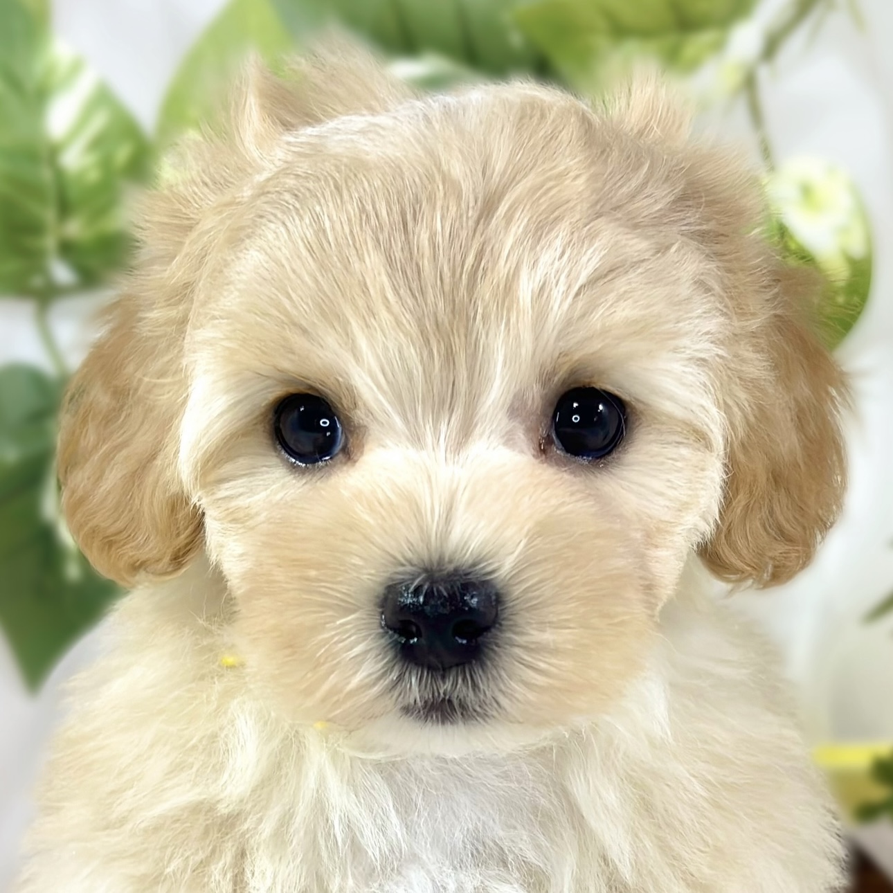 愛知県のマルプー(マルチーズ×プードル) (犬の家＆猫の里MEGAドン・キホーテ東海名和店/2026年2月7日生まれ/女の子/アプリコットホワイト)の子犬