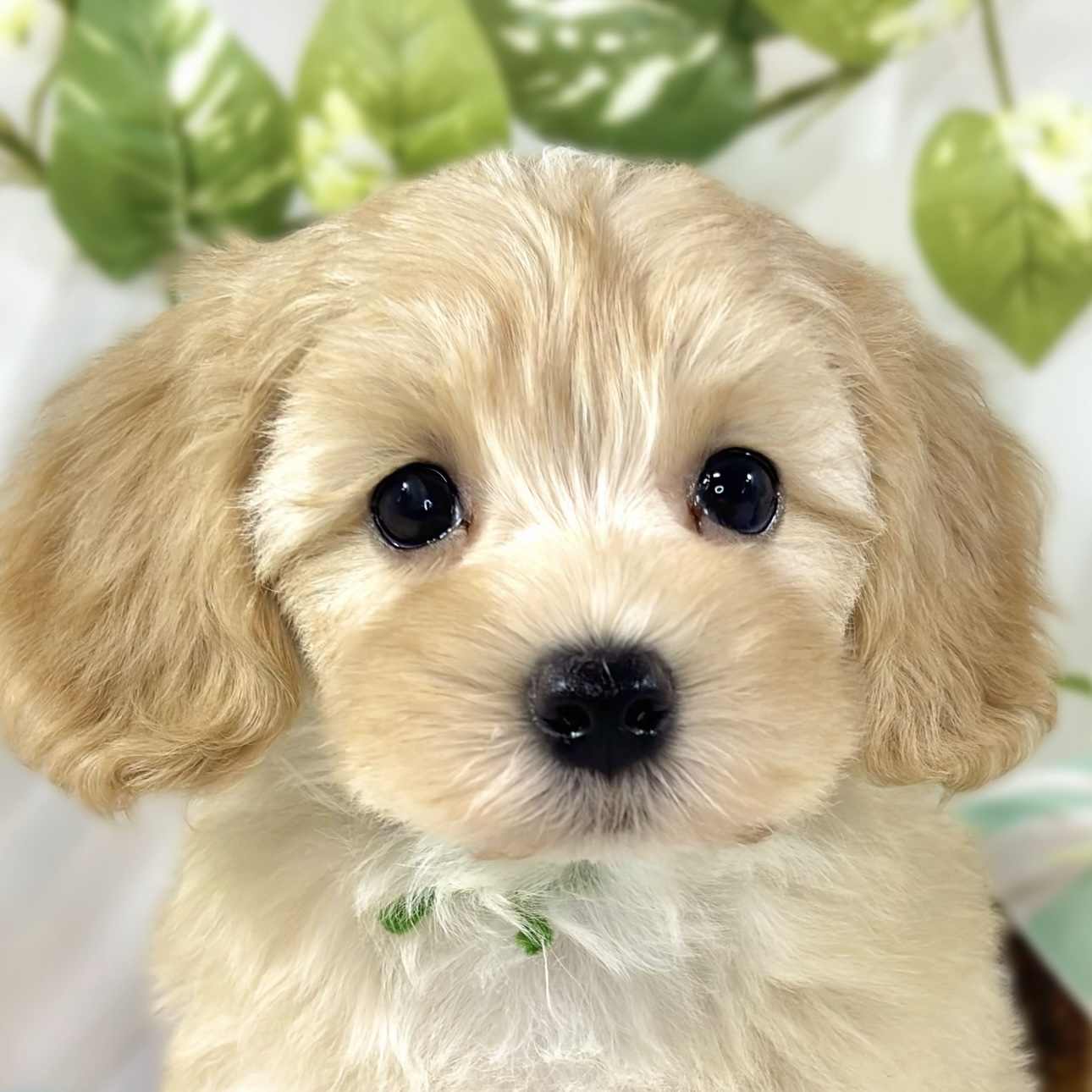 愛知県のマルプー(マルチーズ×プードル) (犬の家＆猫の里愛知刈谷店/2026年2月7日生まれ/男の子/アプリコットホワイト)の子犬の1枚目の画像