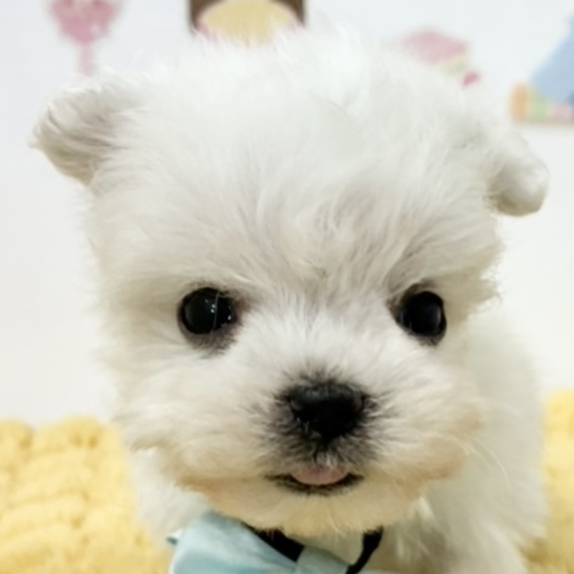 愛知県のハーフ犬・ミックス犬 (犬の家＆猫の里MiO香久山店/2026年2月5日生まれ/男の子/ホワイト)の子犬の1枚目の画像