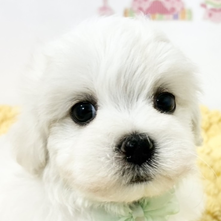 愛知県のハーフ犬・ミックス犬 (犬の家＆猫の里春日井本店/2026年2月5日生まれ/男の子/ホワイトクリーム)の子犬