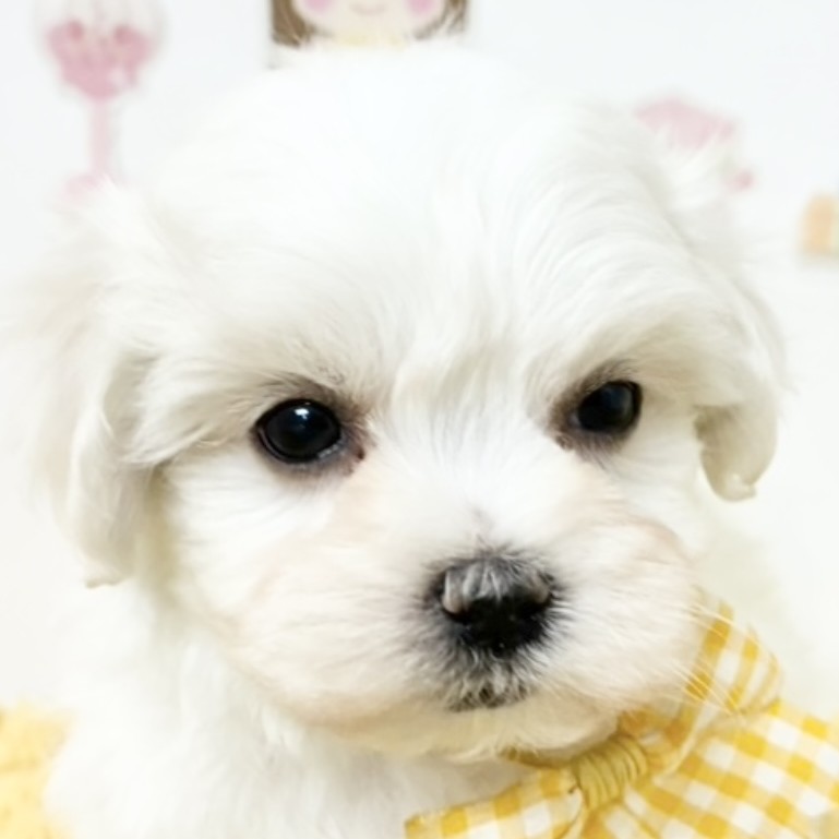 愛知県のハーフ犬・ミックス犬 (犬の家＆猫の里豊田店/2026年2月5日生まれ/女の子/ホワイトクリーム)の子犬