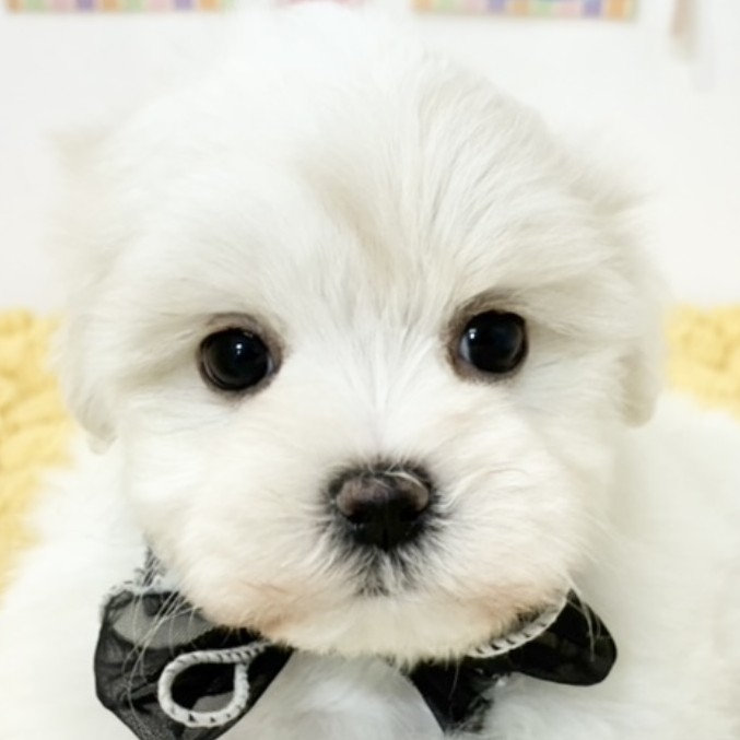 岐阜県のハーフ犬・ミックス犬 (犬の家＆猫の里カラフルタウン岐阜店/2026年2月5日生まれ/女の子/ホワイトクリーム)の子犬の1枚目の画像