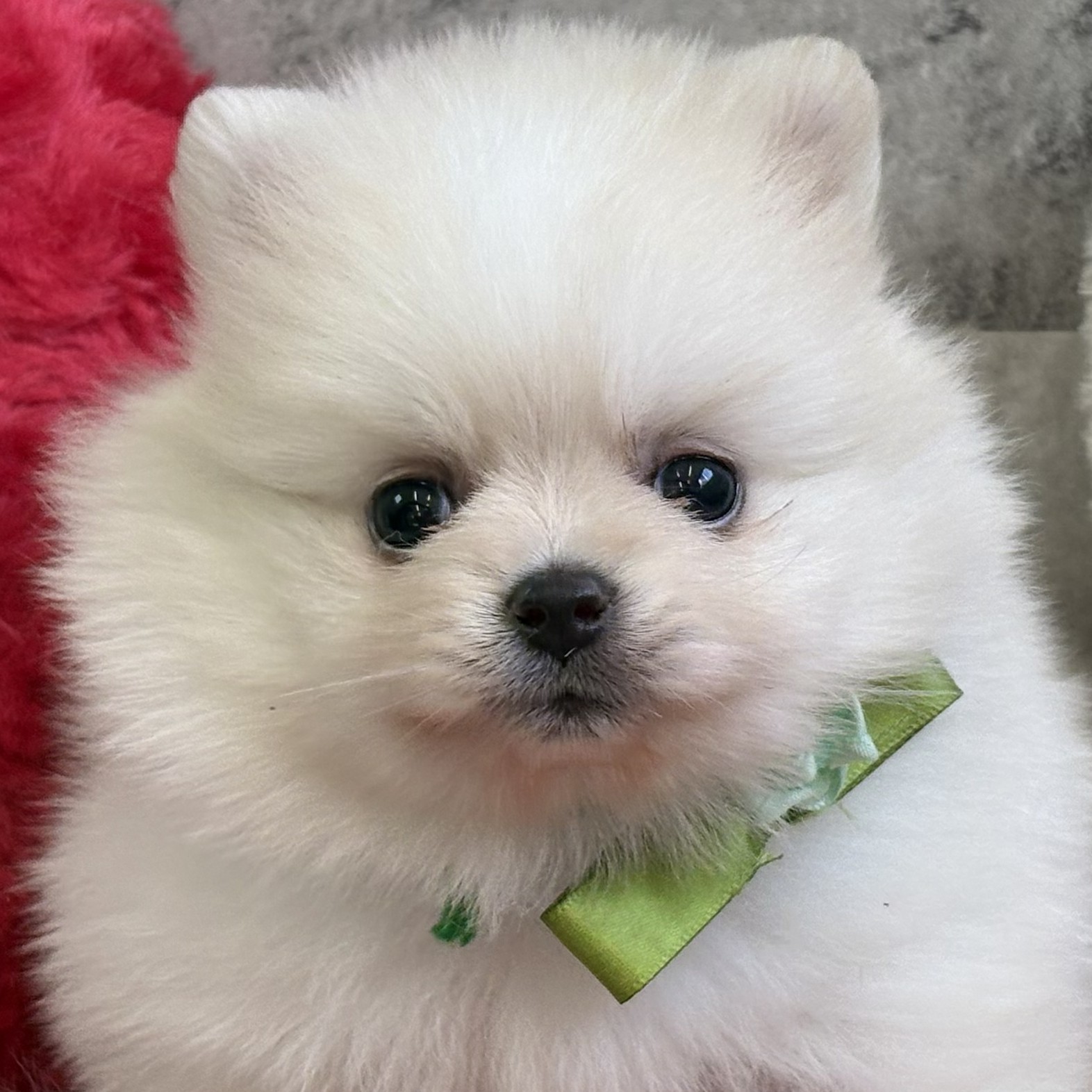 愛知県のポメラニアン (犬の家＆猫の里春日井本店/2026年2月5日生まれ/女の子/クリームホワイト)の子犬