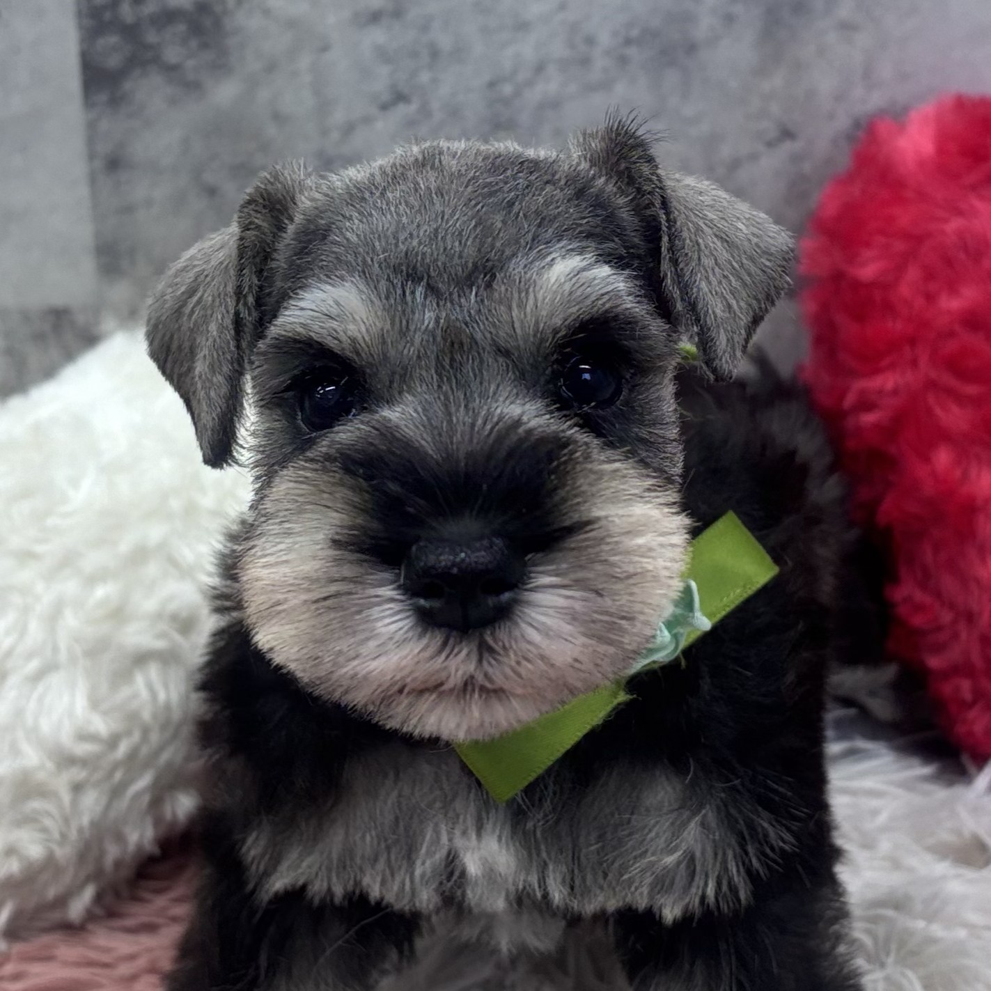 愛知県のミニチュアシュナウザー (犬の家＆猫の里春日井本店/2026年2月6日生まれ/男の子/ソルトペッパー)の子犬
