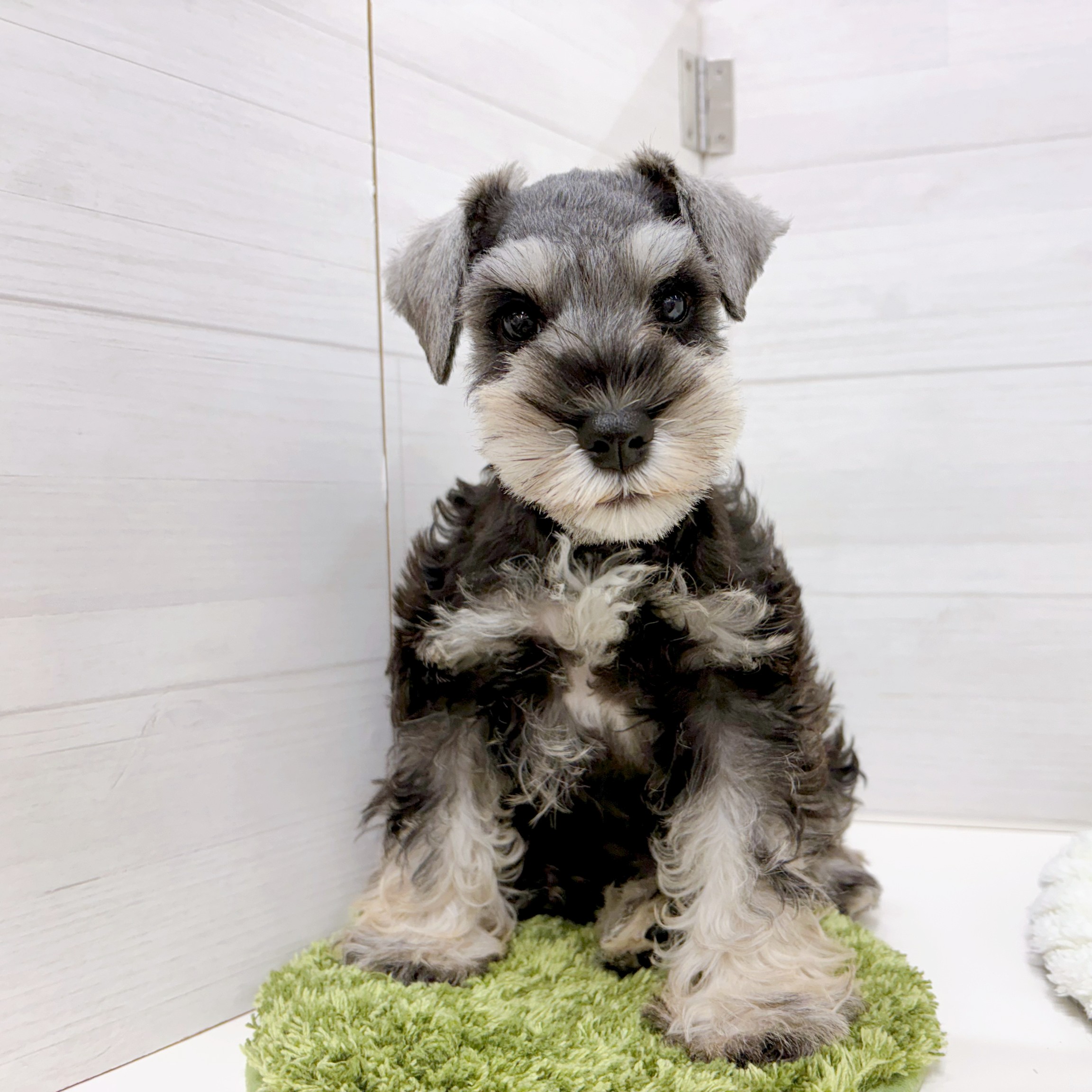 石川県のミニチュアシュナウザー (犬の家＆猫の里アミーゴ金沢おこばた店/2026年2月6日生まれ/男の子/ソルトペッパー)の子犬の1枚目の画像