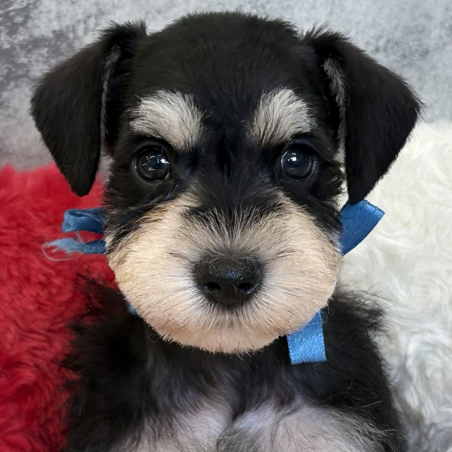 岐阜県のミニチュアシュナウザー (犬の家＆猫の里カラフルタウン岐阜店/2026年2月6日生まれ/女の子/ブラックシルバー)の子犬の1枚目の画像