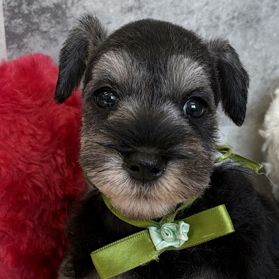 岐阜県のミニチュアシュナウザー (犬の家＆猫の里岐南店/2026年2月6日生まれ/女の子/ソルトペッパー)の子犬