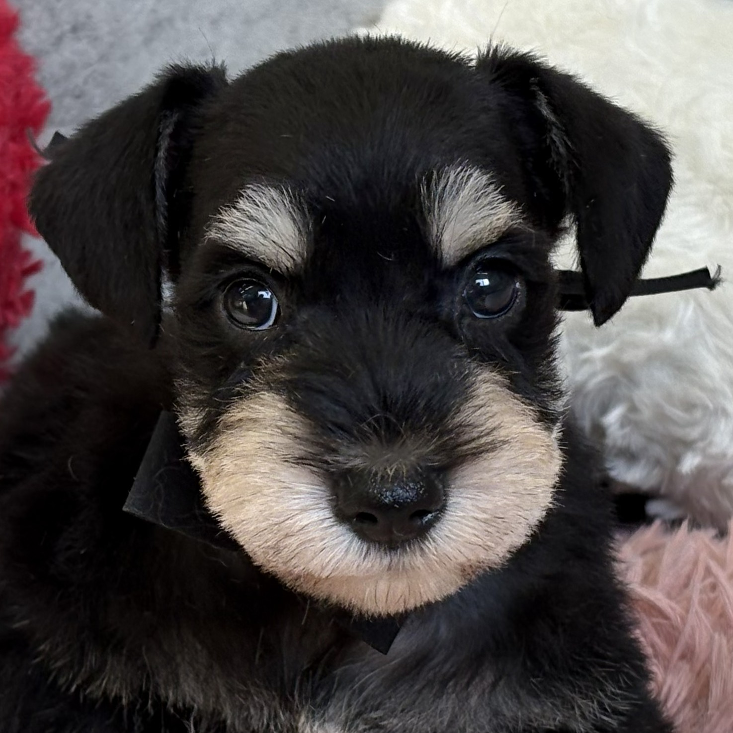 兵庫県のミニチュアシュナウザー (犬の家＆猫の里尼崎店/2026年2月6日生まれ/女の子/ブラックシルバー)の子犬