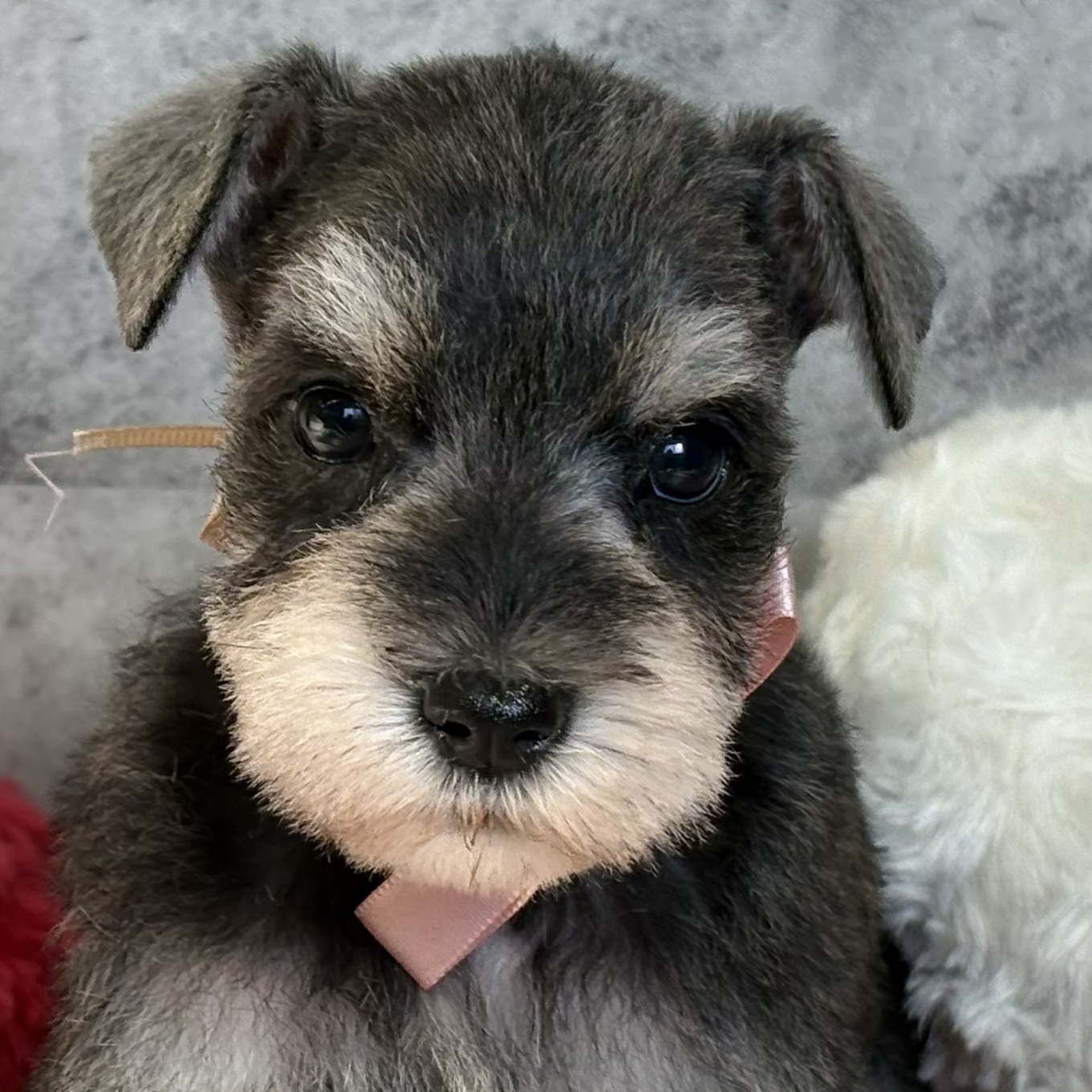 滋賀県のミニチュアシュナウザー (犬の家＆猫の里近江八幡店/2026年2月6日生まれ/女の子/ソルトペッパー)の子犬