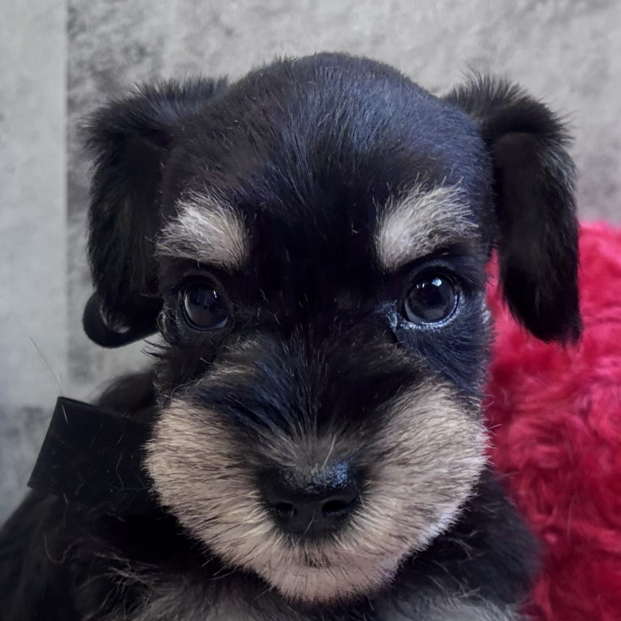 長野県のミニチュアシュナウザー (犬の家＆猫の里塩尻店/2026年2月6日生まれ/女の子/ブラックシルバー)の子犬