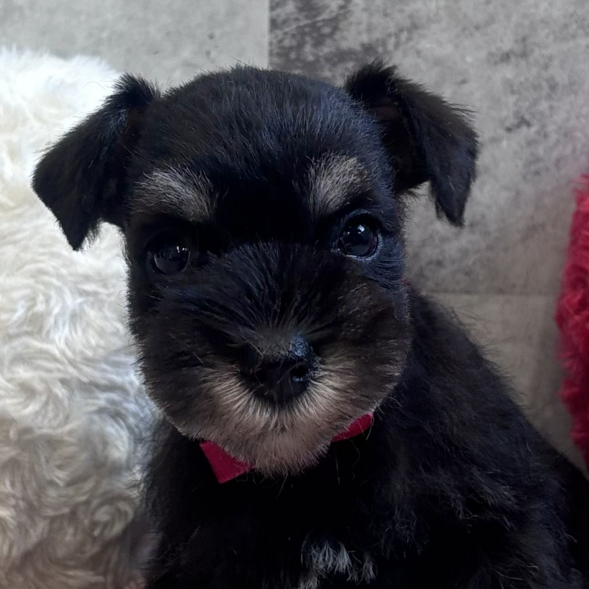 大阪府のミニチュアシュナウザー (犬の家＆猫の里そよら東岸和田店/2026年2月6日生まれ/女の子/ブラックシルバー)の子犬