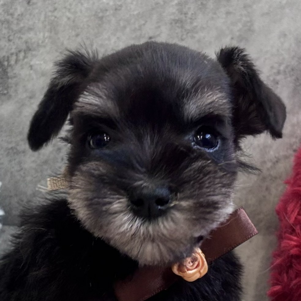 愛知県のミニチュアシュナウザー (犬の家＆猫の里七宝店/2026年2月6日生まれ/女の子/ブラックシルバー)の子犬