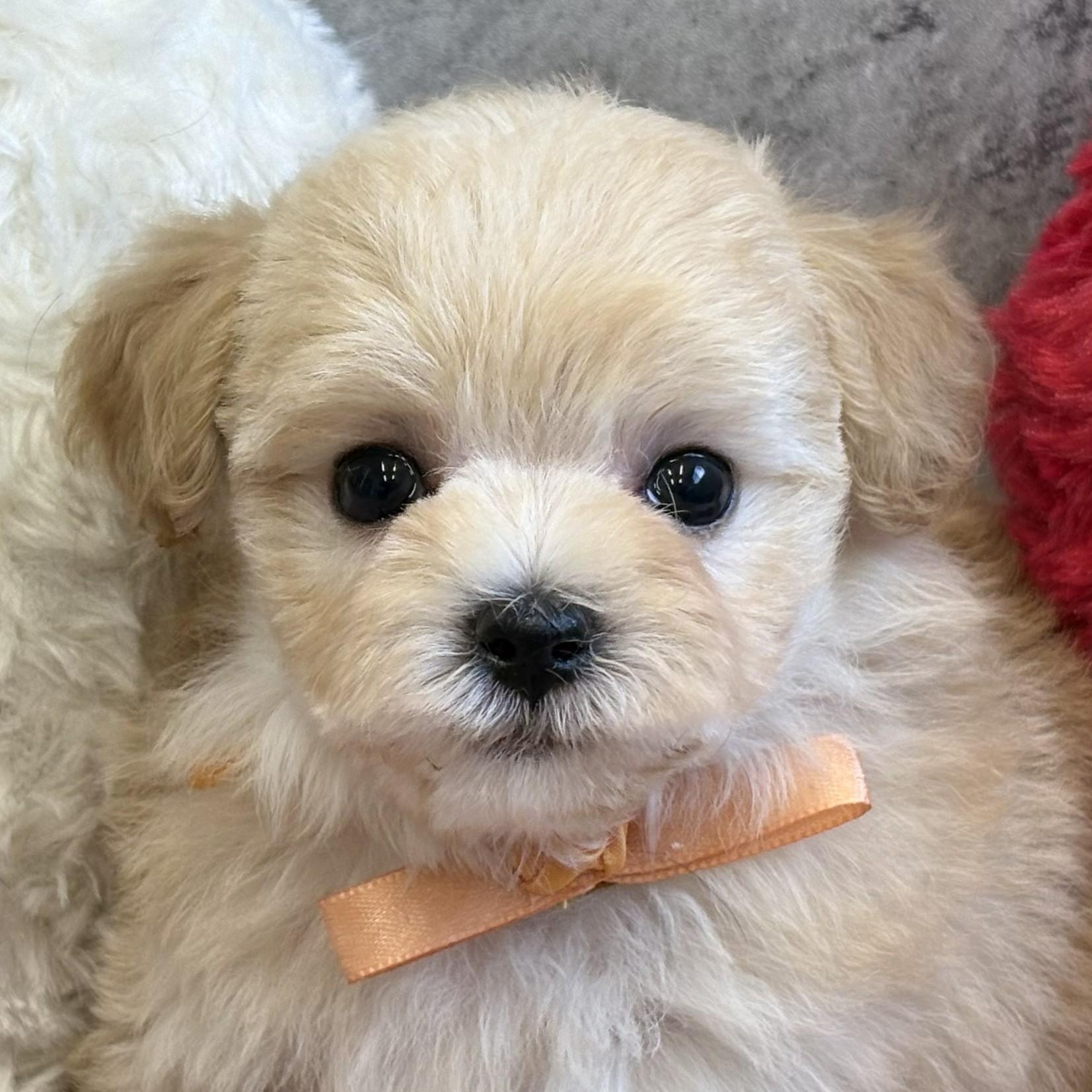 岡山県のマルプー(マルチーズ×プードル) (犬の家＆猫の里岡山店/2026年2月7日生まれ/女の子/クリーム)の子犬