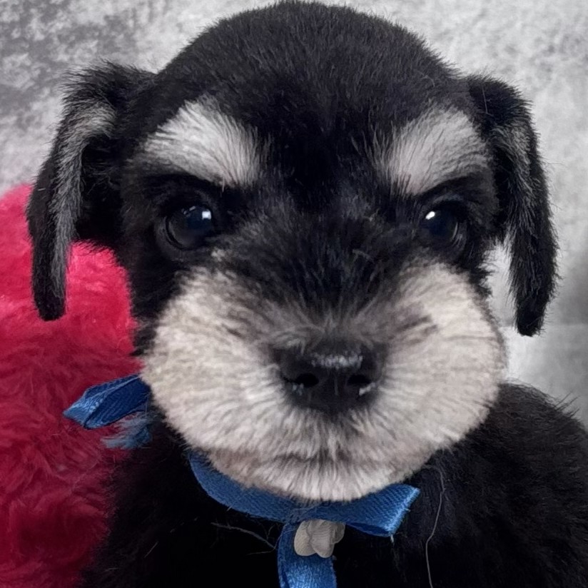 愛知県のミニチュアシュナウザー (犬の家＆猫の里春日井本店/2026年2月7日生まれ/男の子/ブラックシルバー)の子犬の3枚目の画像