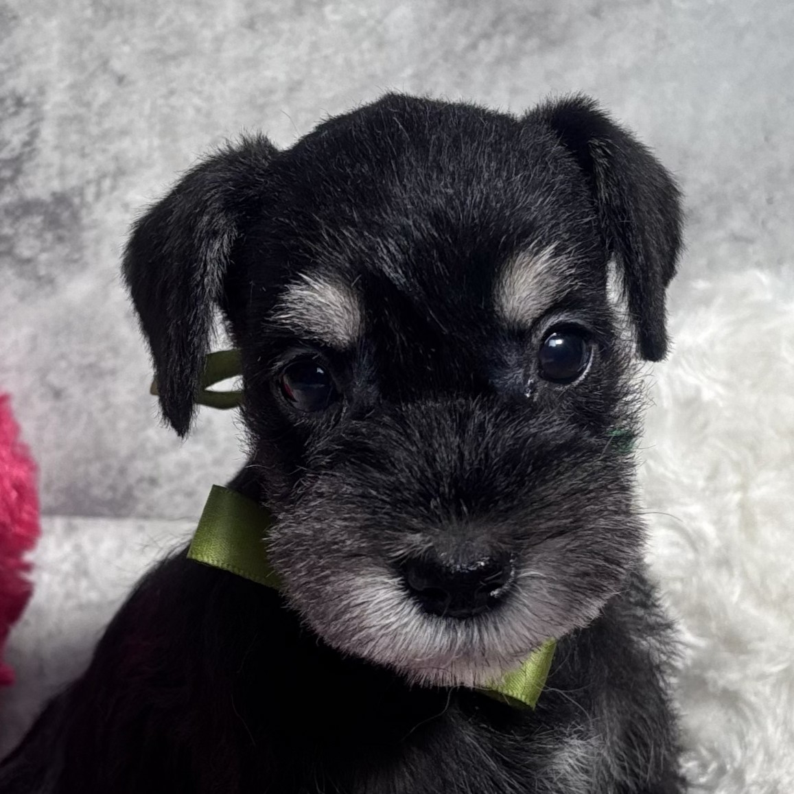 愛知県のミニチュアシュナウザー (犬の家＆猫の里安城店/2026年2月7日生まれ/女の子/ブラックシルバー)の子犬