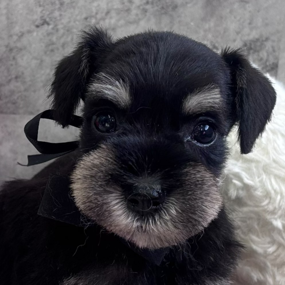 愛知県のミニチュアシュナウザー (犬の家＆猫の里春日井本店/2026年2月7日生まれ/女の子/ブラックシルバー)の子犬