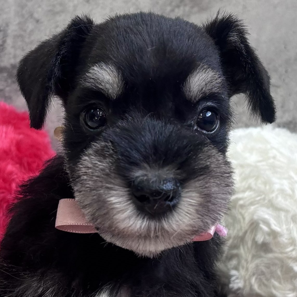 愛知県のミニチュアシュナウザー (犬の家＆猫の里春日井本店/2026年2月7日生まれ/男の子/ブラックシルバー)の子犬