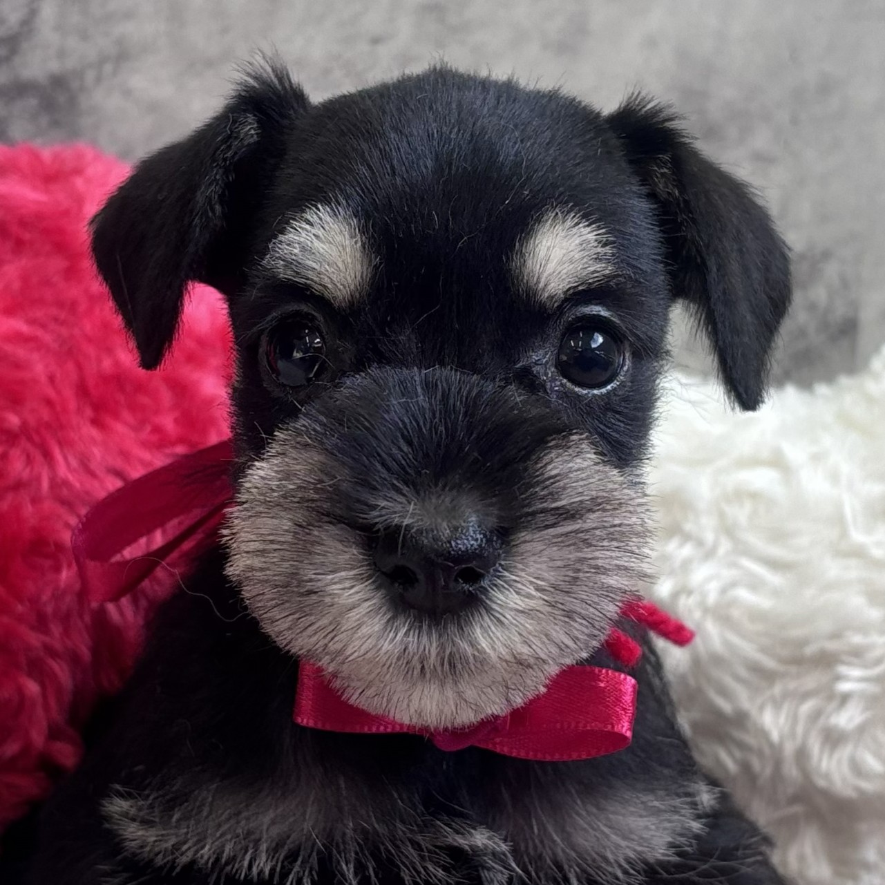 愛知県のミニチュアシュナウザー (犬の家＆猫の里名古屋天白店/2026年2月7日生まれ/女の子/ブラックシルバー)の子犬の1枚目の画像