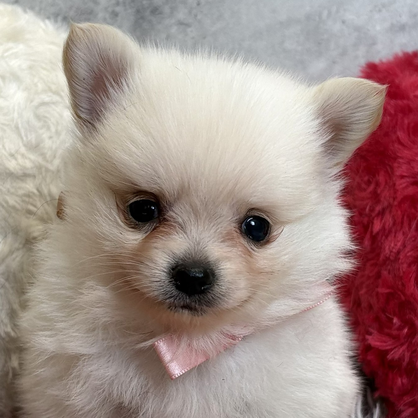 愛知県のポメチワ/チワポメ/ポメチー(ポメラニアン×チワワ) (犬の家＆猫の里春日井本店/2026年2月8日生まれ/男の子/クリーム)の子犬