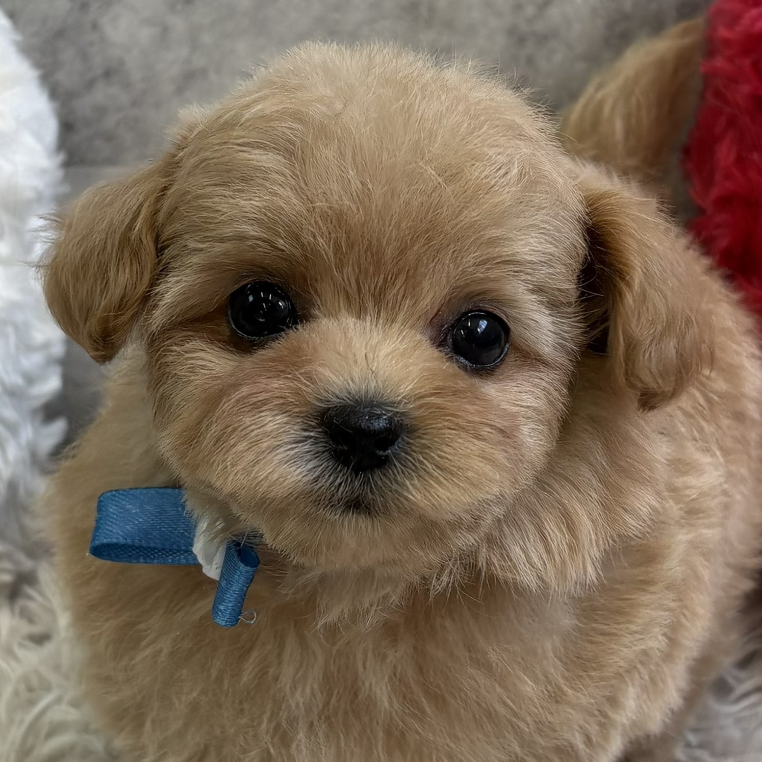 愛知県のマルプー(マルチーズ×プードル) (犬の家＆猫の里春日井本店/2026年2月8日生まれ/女の子/アプリコット)の子犬