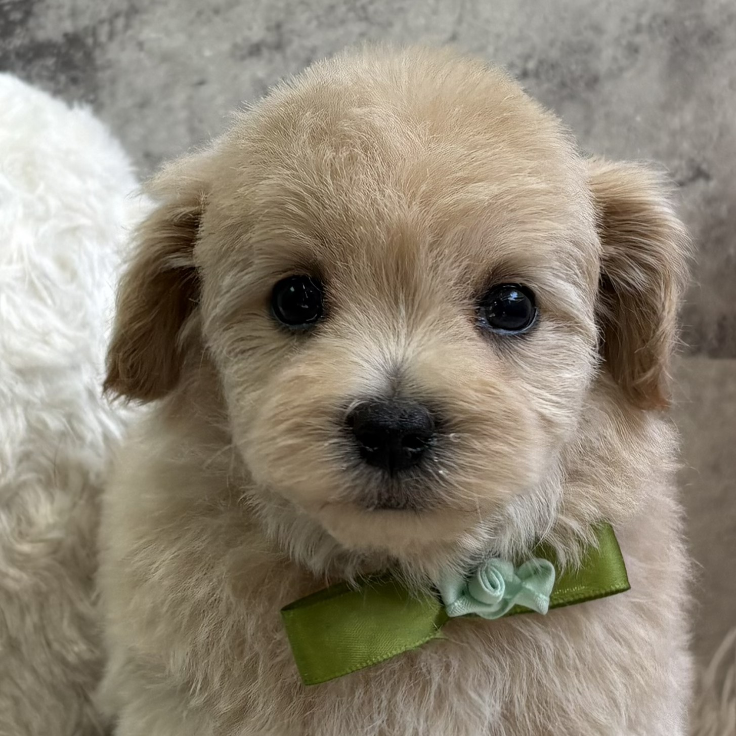 兵庫県のマルプー(マルチーズ×プードル) (犬の家＆猫の里カナート西神戸店/2026年2月8日生まれ/男の子/クリーム)の子犬