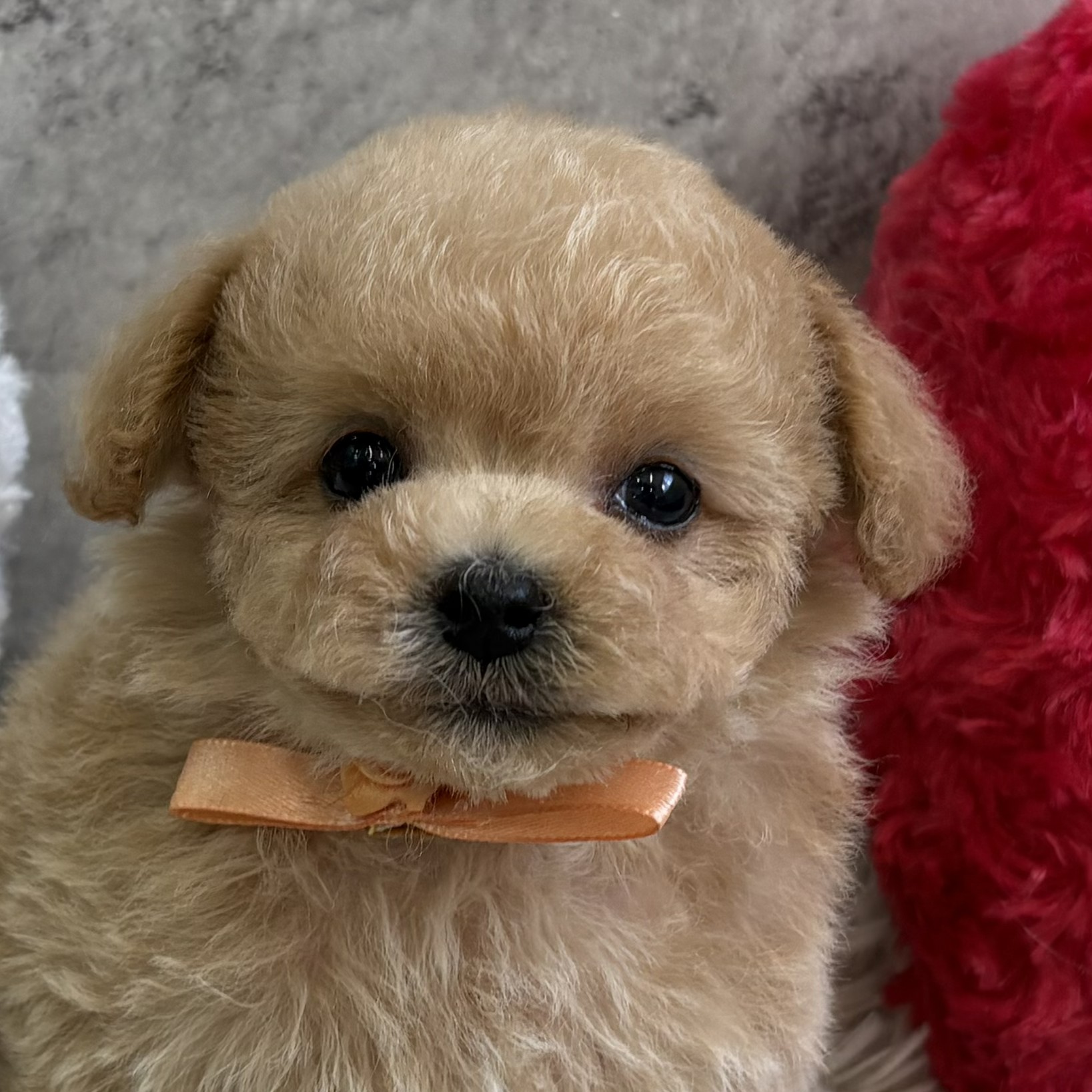 愛知県のマルプー(マルチーズ×プードル) (犬の家＆猫の里名古屋天白店/2026年2月8日生まれ/女の子/アプリコット)の子犬の1枚目の画像