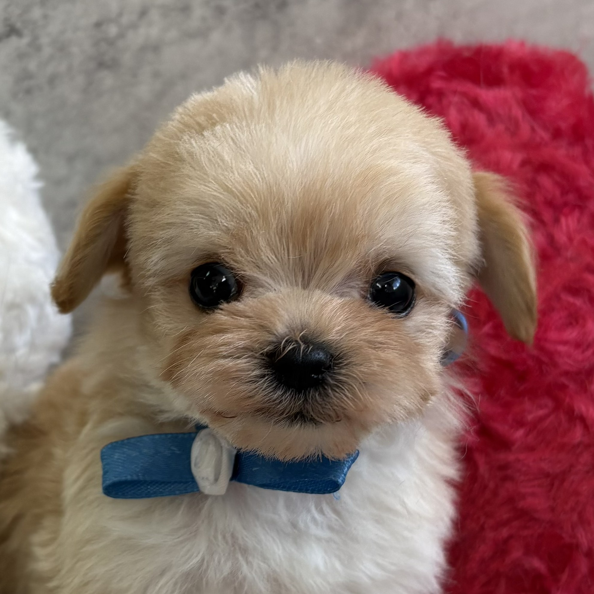 兵庫県のマルプー(マルチーズ×プードル) (犬の家＆猫の里川西店/2026年2月8日生まれ/女の子/アプリコット)の子犬の1枚目の画像