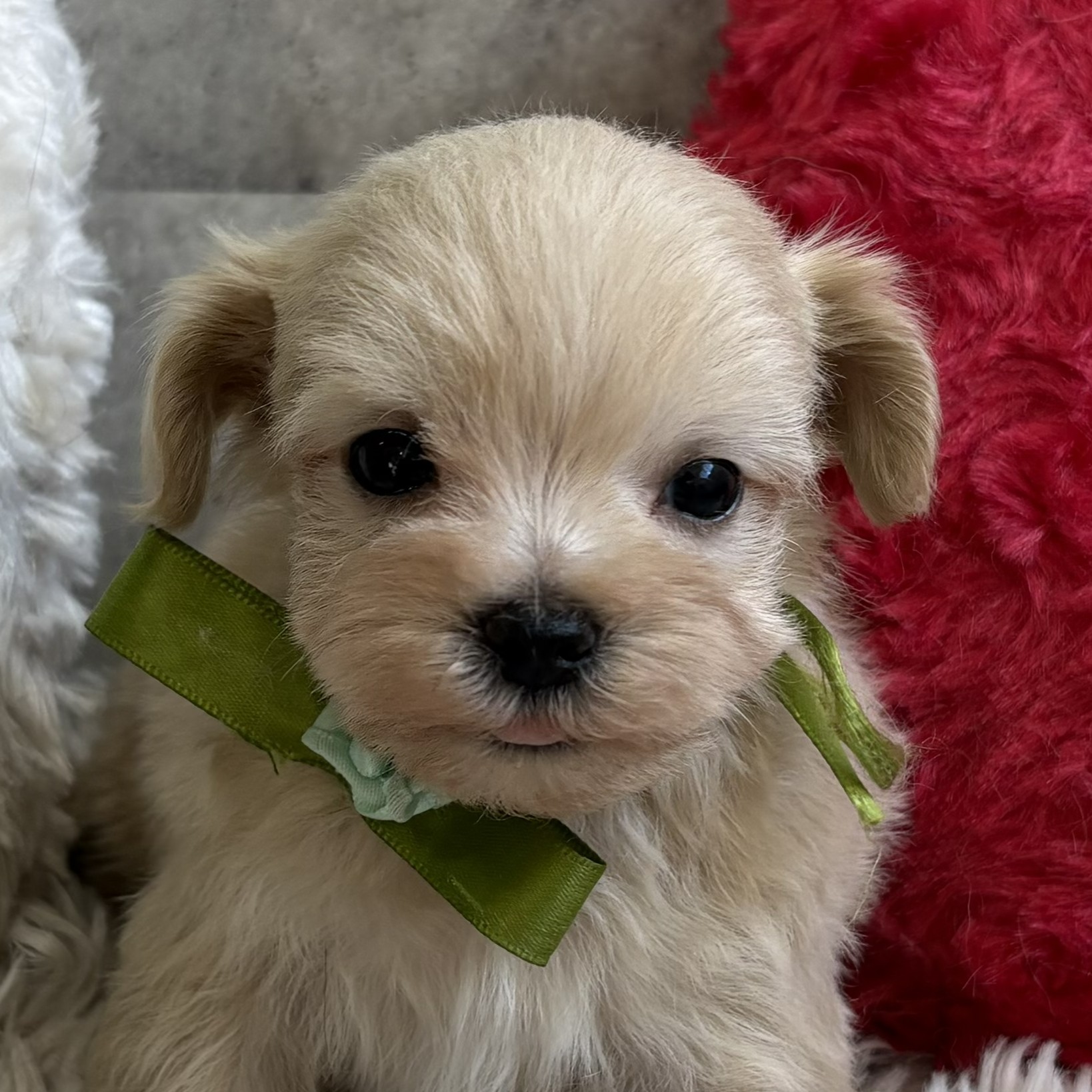 大阪府のマルプー(マルチーズ×プードル) (犬の家＆猫の里そよら東岸和田店/2026年2月8日生まれ/男の子/クリーム)の子犬